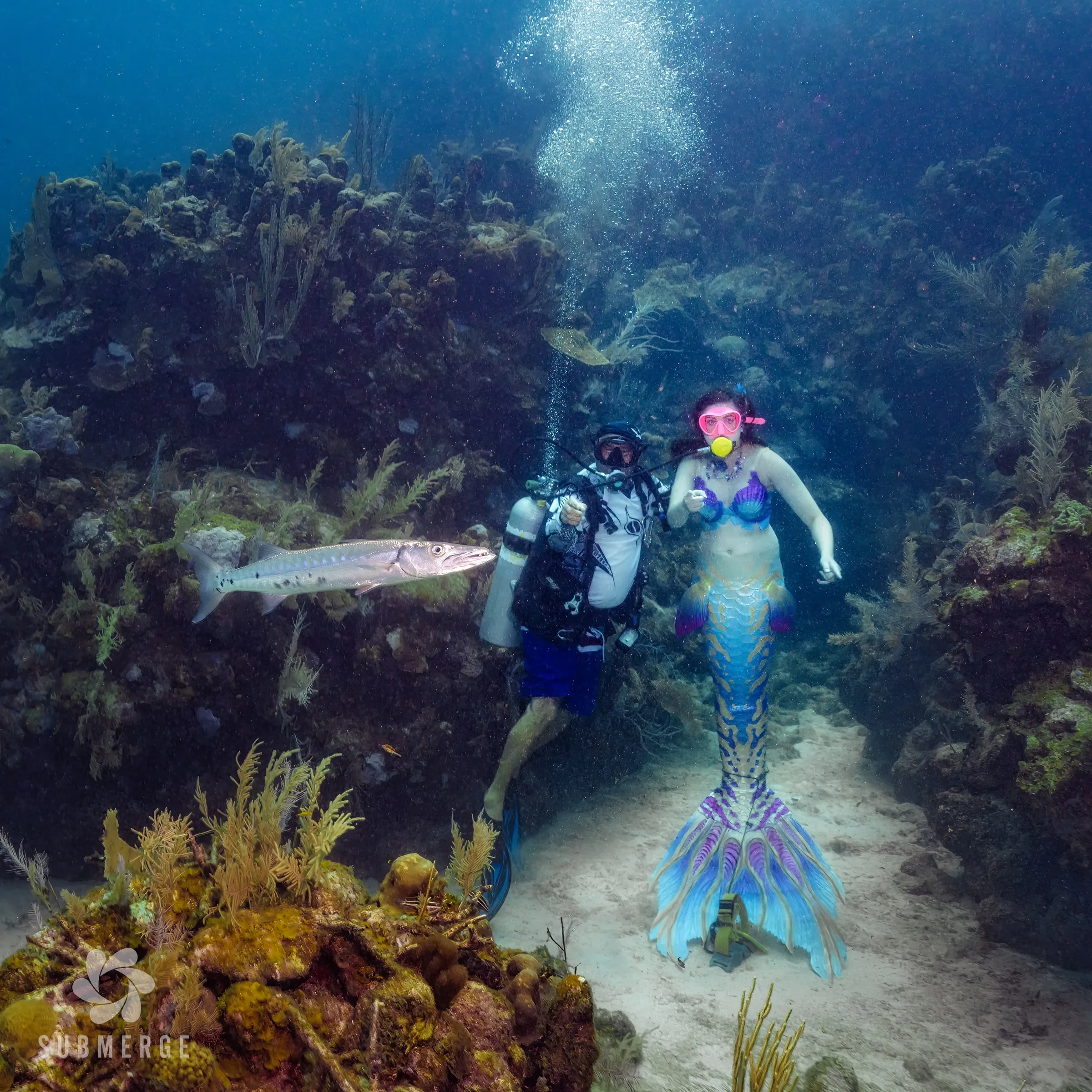 A safety diver and a mermaid in a blue and purple tail hover side by side over a reef, both pointing at a barracuda swimming past.