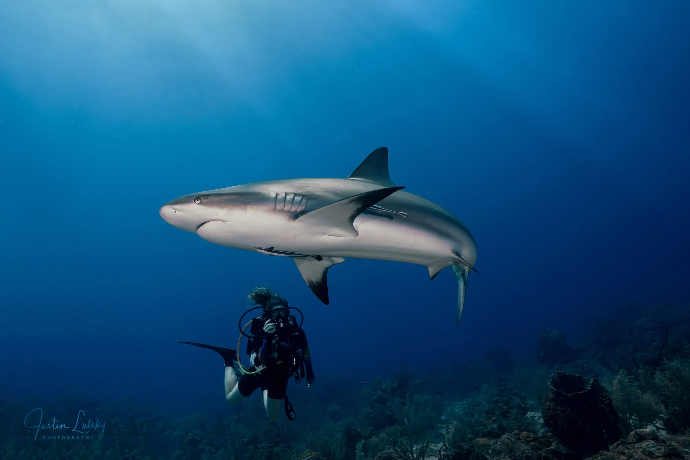 A Caribbean reef shark cruises through deep blue water, a diver with a camera hanging in the water beneath its belly.