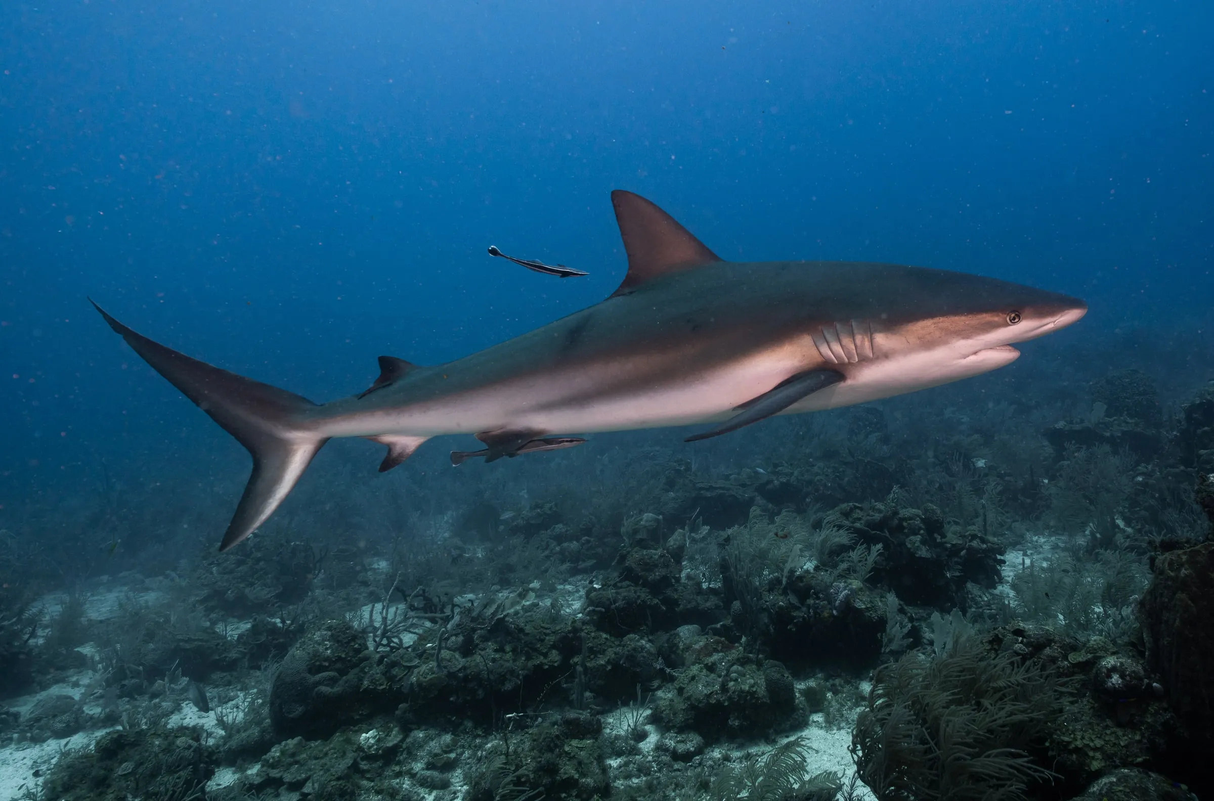 A Caribbean reef shark glides low over the reef, its pale underside and pectoral fins lit by the blue water above.