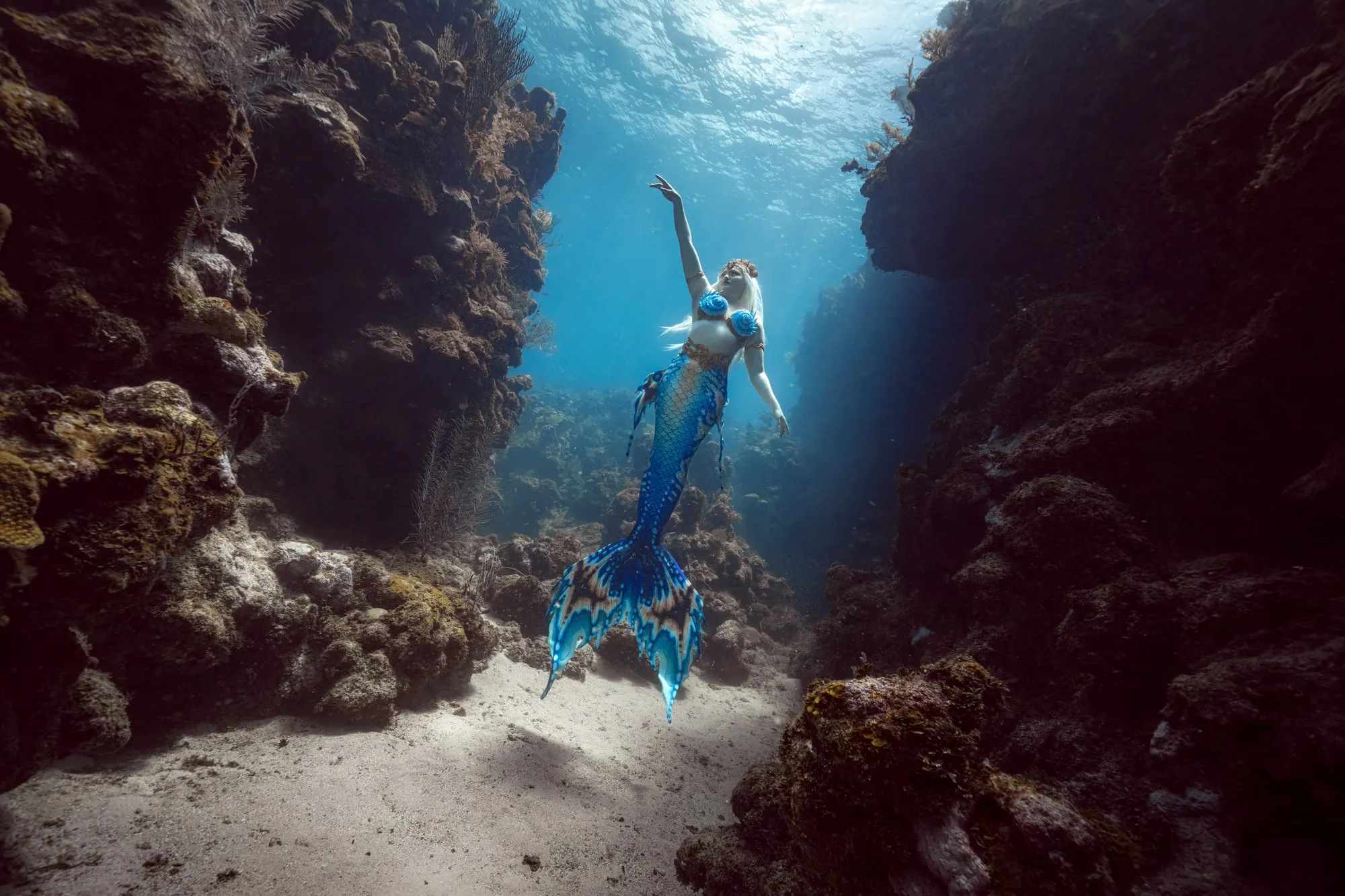 A mermaid with a blue and copper tail reaches an arm up as she rises through a sandy canyon between reef walls.