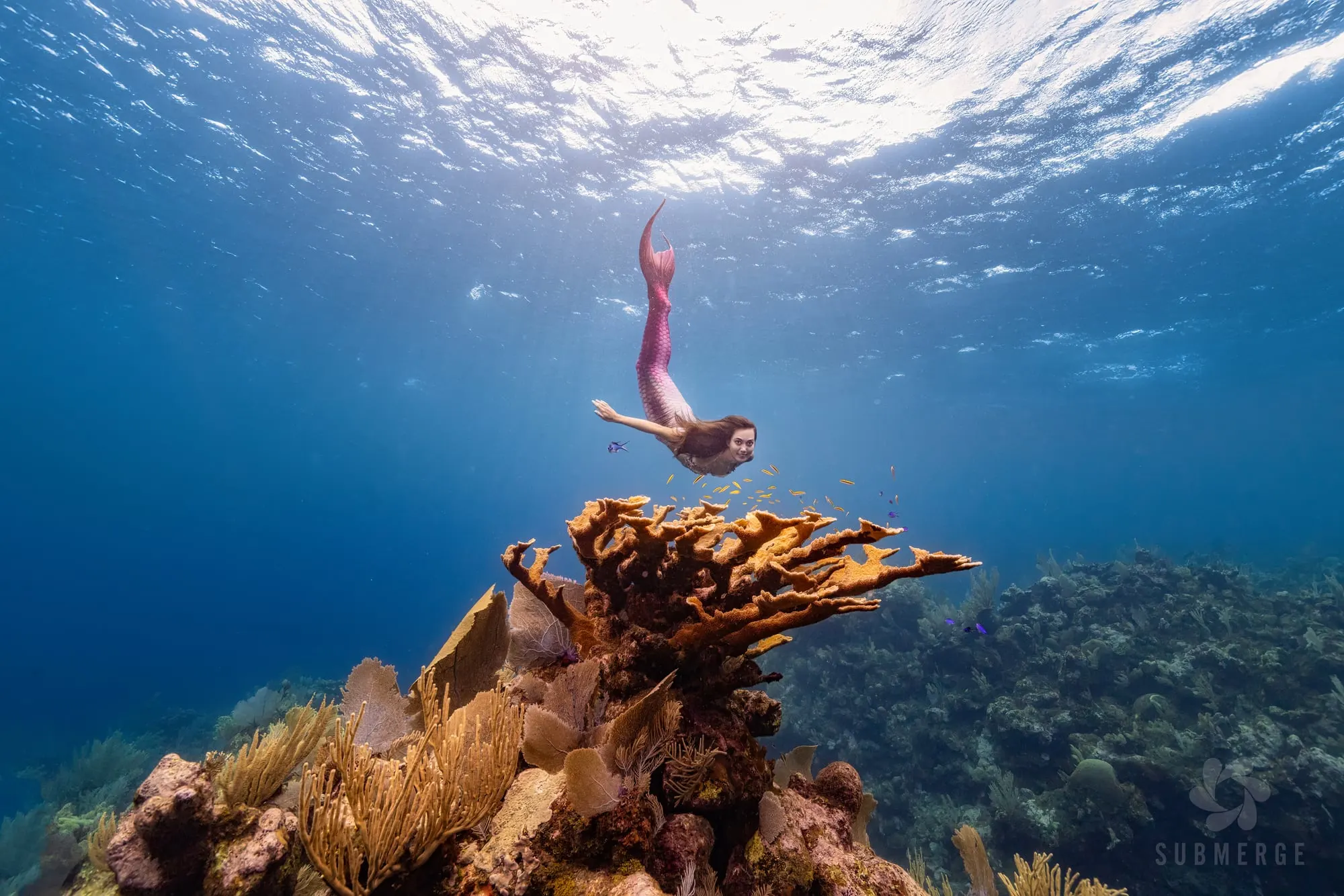 A mermaid with long dark hair and a pink tail dives toward a golden coral head on a reef, sunlit surface water rippling above her.