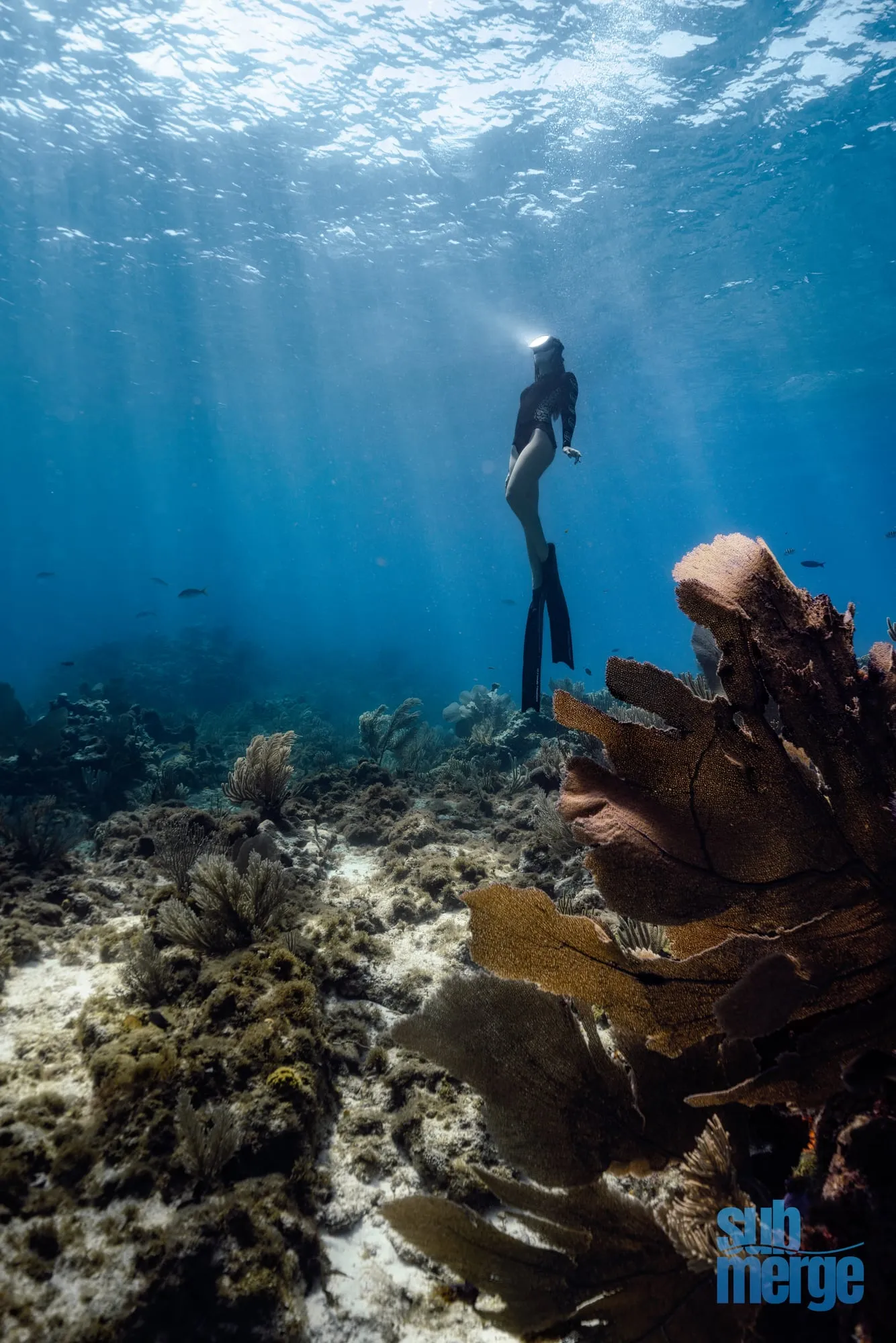 A freediver in a black suit rises past a large sea fan on a reef, sunbeams angling down from the surface.